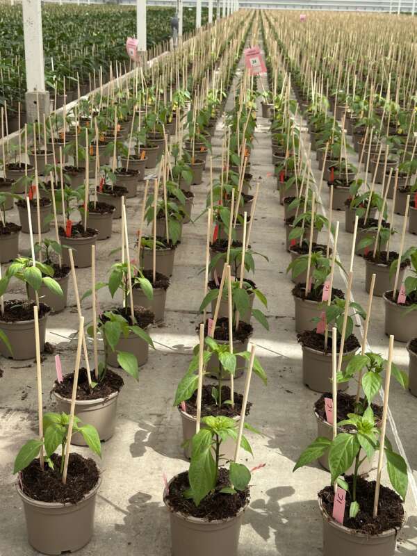 Agro proef pepers